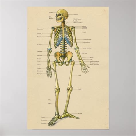 Pôster Carta de esqueleto humana da anatomia do vintage Zazzle br