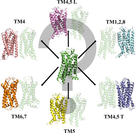 Toward Understanding The Impact Of Dimerization Interfaces In