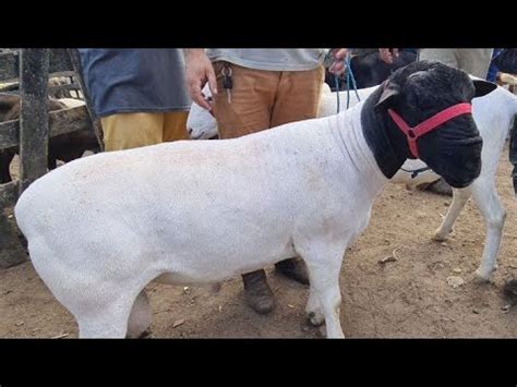 Feira De Ovinos Caprinos E Su Nos De Caruaru Pe Ter A Feira