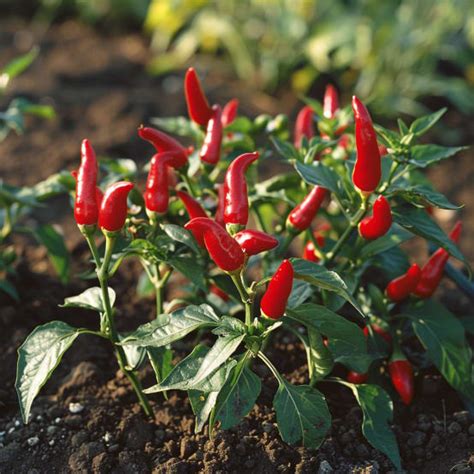 Graines De Piments Oiseau Semisauvage Permaculture Gamm Vert