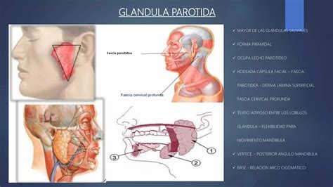 REGIONES PAROTIDEA TEMPORAL FOSA INFRATEMPORAL Pptx