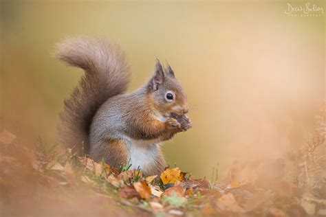 Red Squirrel Autumn - Drew Buckley Photography ~ Pembroke, Pembrokeshire