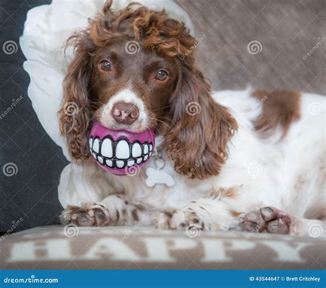 Funny Dog Smiling Teeth