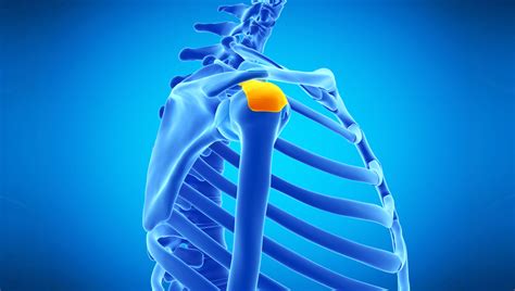 Schleimbeutel Schulter Anatomie Funktion Und Schmerzen