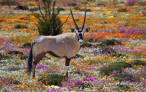 Sudáfrica Springbok Evaneos