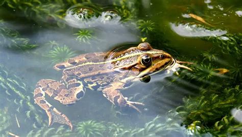 What Does A Tree Frog Sound Like? (Finally Explained!)