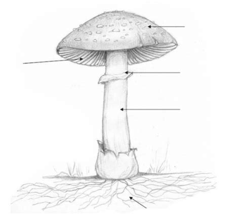 Parts Of A Mushroom Diagram