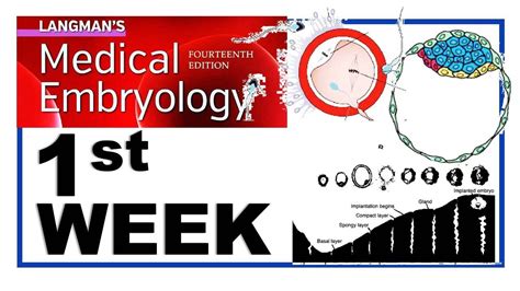 Langman Chapter3 First Week Of Human Development Embryology Dr