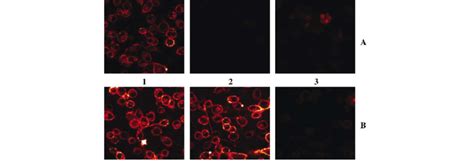 The Association Of Fitc Labeled Bsa Or Mgo Bsa With Raw 264 7 Cells Download Scientific