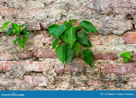 La Planta Que Crece En La Pared Se Agrieta Foto De Archivo Imagen De