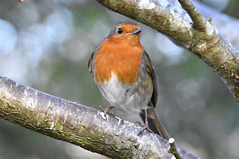 European Robin By Fausto Riccioni Birdguides