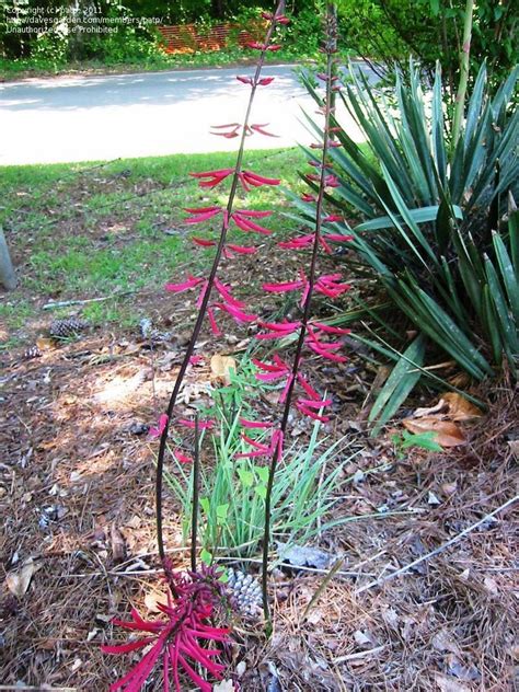 Plantfiles Pictures Erythrina Species Cardinal Spear Cherokee Bean