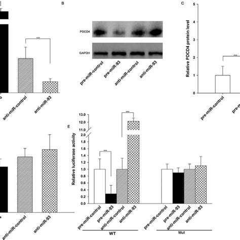 Direct Post Transcriptional Regulation Of PDCD4 Expression Through