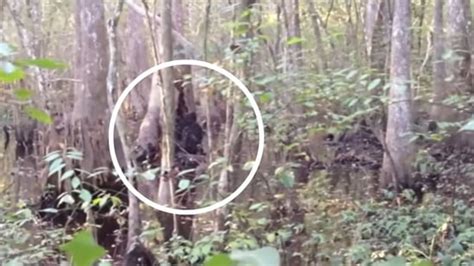 Real Bigfoot Footage