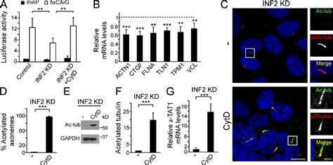 Figure 6 From The Actin Mrtf Srf Transcriptional Circuit Controls