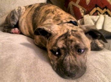 American PitBull Registry - Brindle PitBull Puppy Pictures