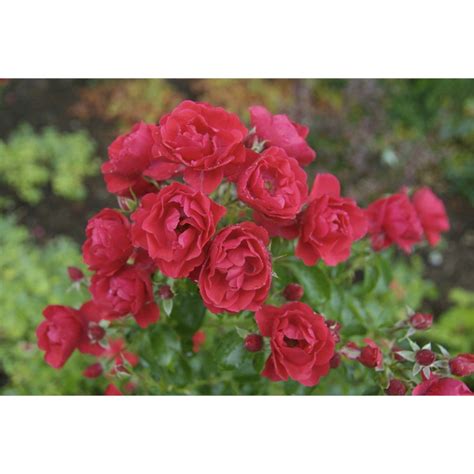 Plant Rose 140mm Flower Carpet Scarlet