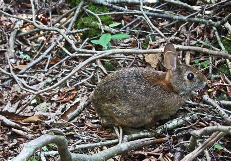 The Adventures of Bushwhack Jack: Grandfather Mountain Wildlife