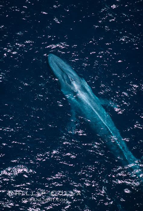 Blue Whale Aerial Photo Balaenoptera Musculus 03380