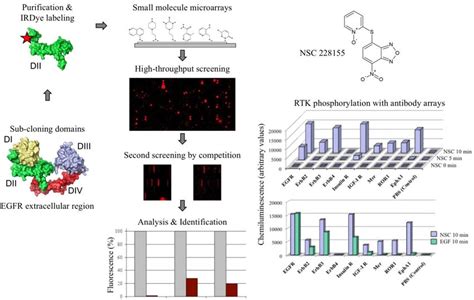 Screening Strategy Of Compound Libraries With Small Molecule Download Scientific Diagram