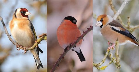 Top 5 Doiseaux Aux Couleurs Magnifiques Quon Trouve Dans Le Jardin