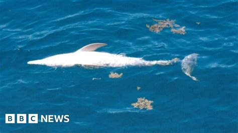 Energy Giant Santos Accused Of Australia Dolphin Deaths