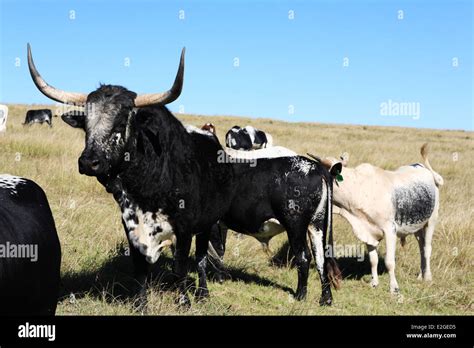 Nguni Cattle Hi Res Stock Photography And Images Alamy