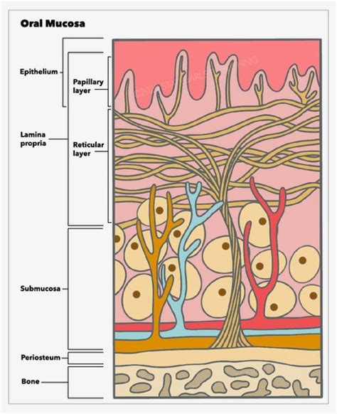 Histology Oral Mucosa Treatment Management Point Of Care