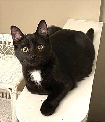 Rochester NY Domestic Shorthair Meet Sassy A Pet For Adoption