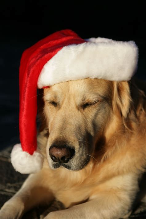 Golden Retriever Christmas Wallpaper - WallpaperSafari