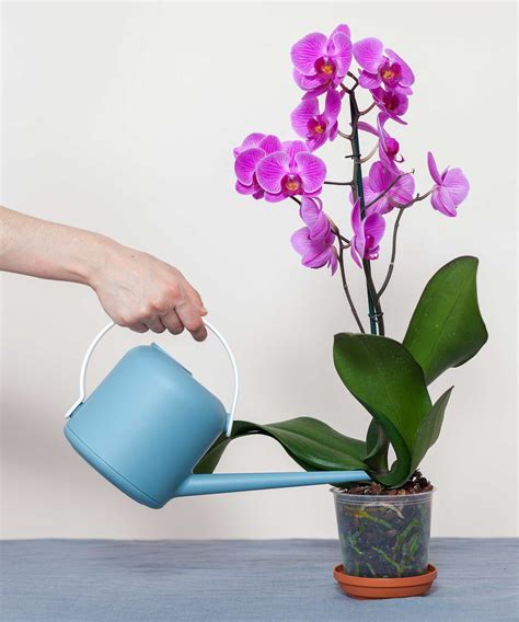 Can You Water Plants With Distilled Water Experts Weigh In Homes And Gardens