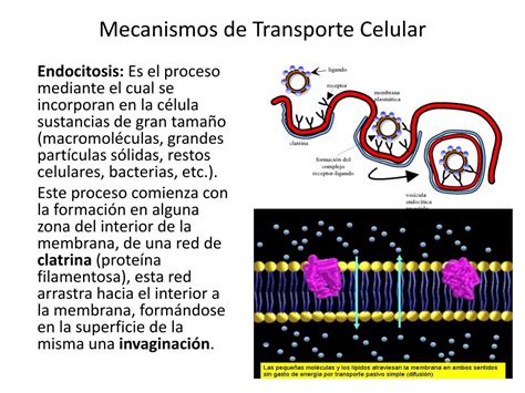 PPT Mecanismos De Transporte Celular PowerPoint Presentation Free