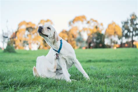 How Dog Skin Infections Can Cause Your Pet to Be Itchy | Heart + Paw