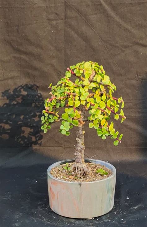 Jade Bonsai Portulacaria Afra Bonsai Umbrella Shape Bonsai Buy