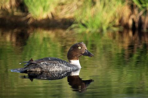 What Is A Common Goldeneye Bucephala Clangula Southwest Explorers