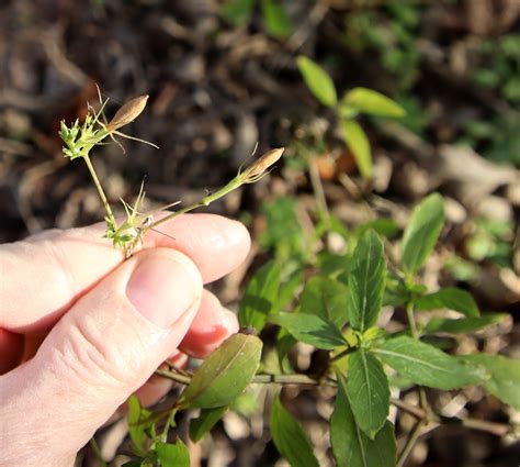 Violet Ruellia From Woods Of Shavano San Antonio Tx Usa On January