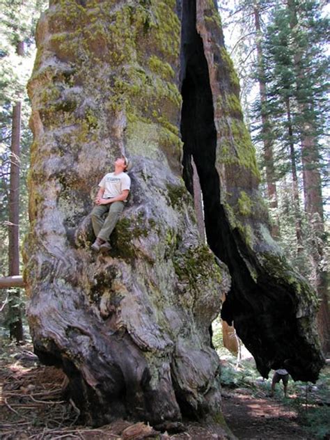 Sequoiadendron Giganteum Sequoia Gigantea Giant Sequoia Giant