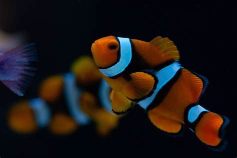 Clownfish Explained - Clownfish Biodiversity: An Introduction