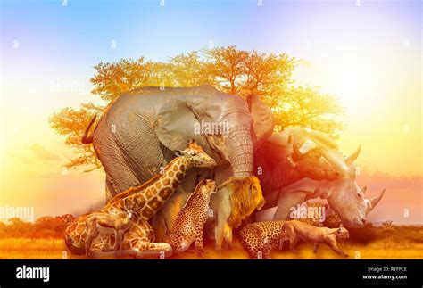 Big Five and wild animals collage with african tree at sunrise in ...