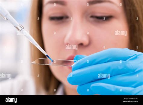 Technician In The Lab Preparing Slides Tissues For Microscope Stock