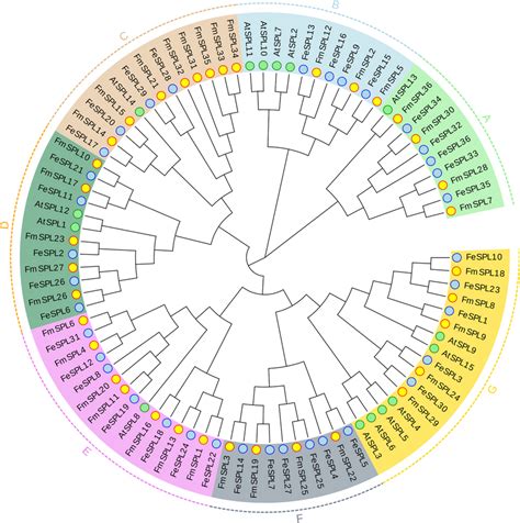 Phylogenetic Tree Of 87 Spls From Three Species The Phylogenetic Tree Download Scientific