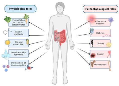 Biology Free Full Text Roles Of Gut Microbiome In Bone Homeostasis