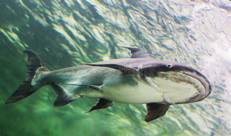 Peixe Gato Do Gigante De Mekong Foto De Stock Imagem De Barracuda