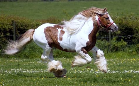 Wallpaper's Collection: «Brown Horse Running Wallpapers»