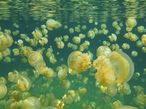 Gelatinous Menace? Jellyfish on Boom-Bust Cycle Worldwide | Live Science