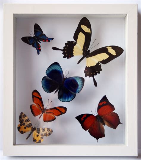 Real Butterfly Art With 6 Framed Butterflies In White Flickr