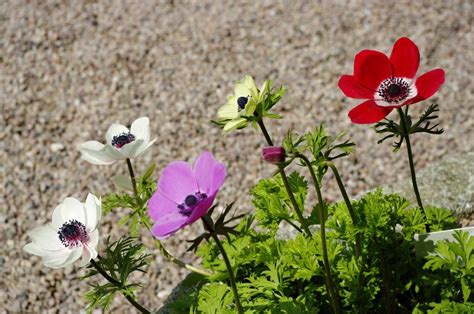 Varieties Of Anemone - Different Types Of Anemone Flowers | Gardening ...