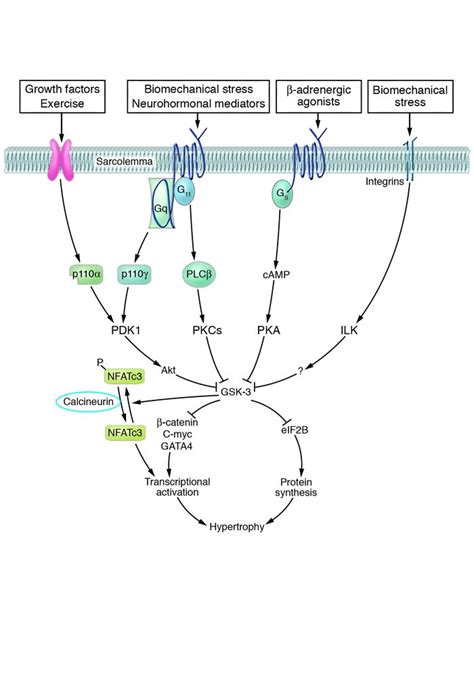 Jci Protein Kinase Cascades In The Regulation Of Cardiac Hypertrophy