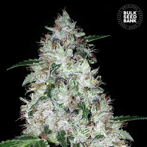 Bulk Seeds Bank Auto OG Kush Indras Planet 18 00