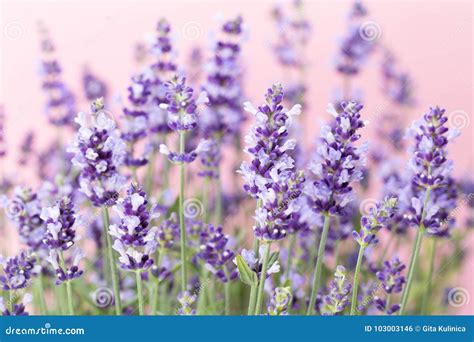 Lavender Flowers Stock Photo Image Of Herbal Lavand 103003146